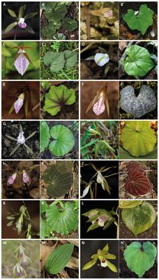 Molecular phylogenetic analyses reveal multiple long-distance dispersal events and extensive cryptic speciation in Nervilia (Orchidaceae), an isolated basal Epidendroid genus